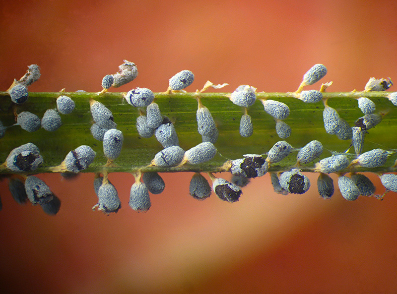 Physarum mutabile